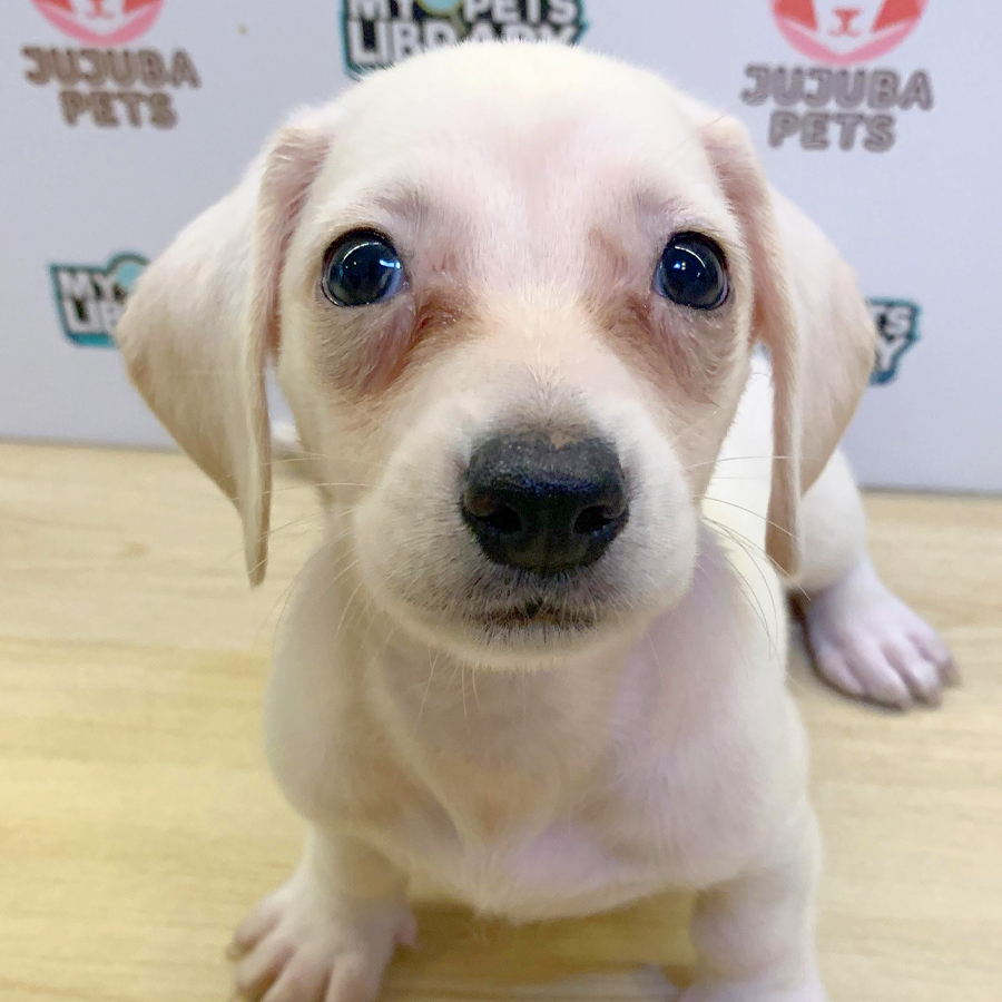 Dachshund Puppy (Female) For Sale