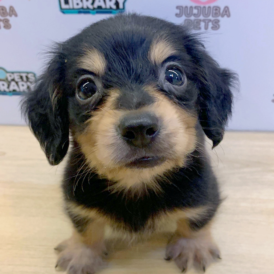 Long Coat Dachshund Puppy (Female) For Sale