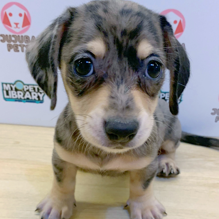 Dachshund Puppy (Female) For Sale