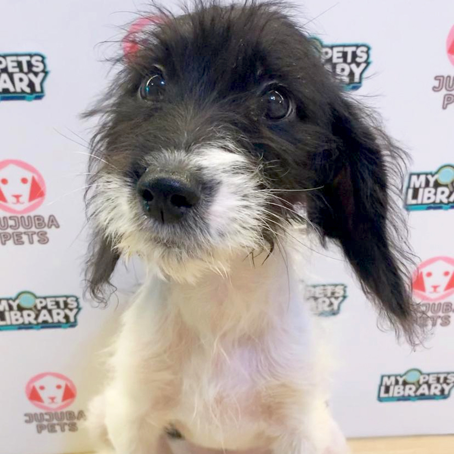 Poogle Puppy (Female) For Sale
