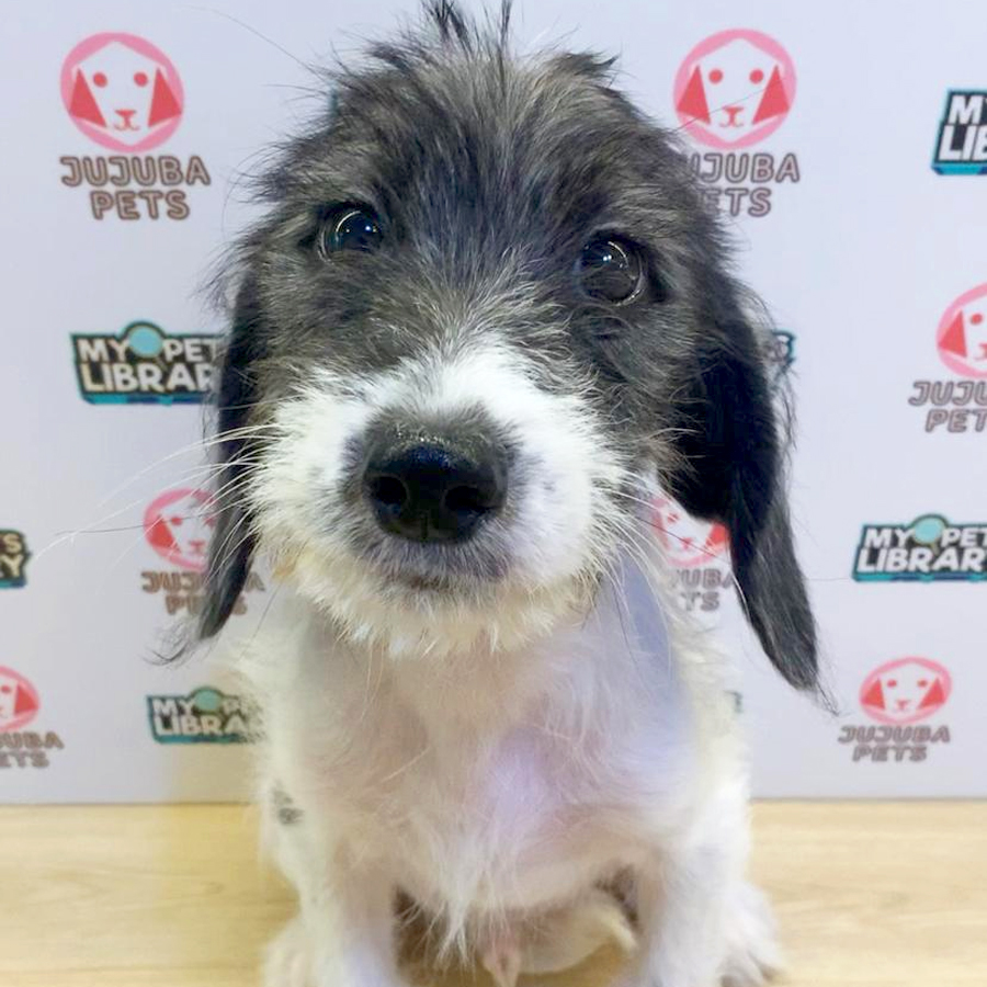 Poogle Puppy (Male) For Sale