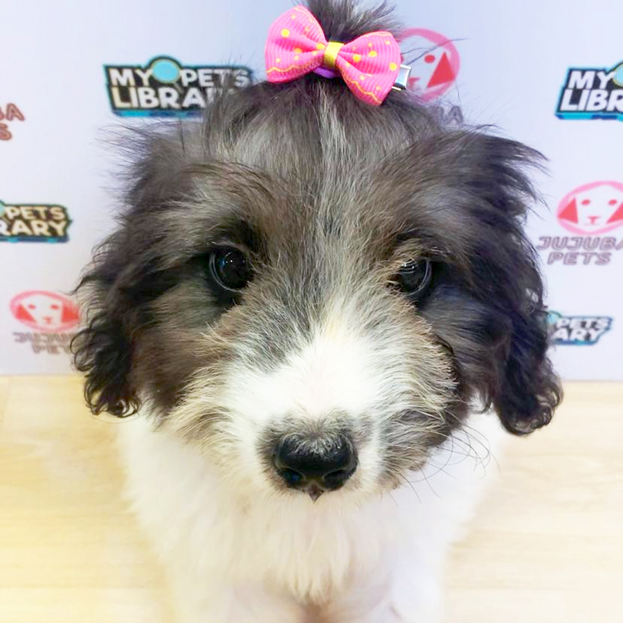 Poogle Puppy (Female) For Sale