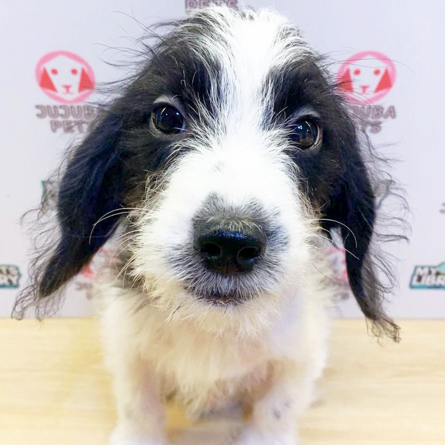 Poogle Puppy (Female) For Sale