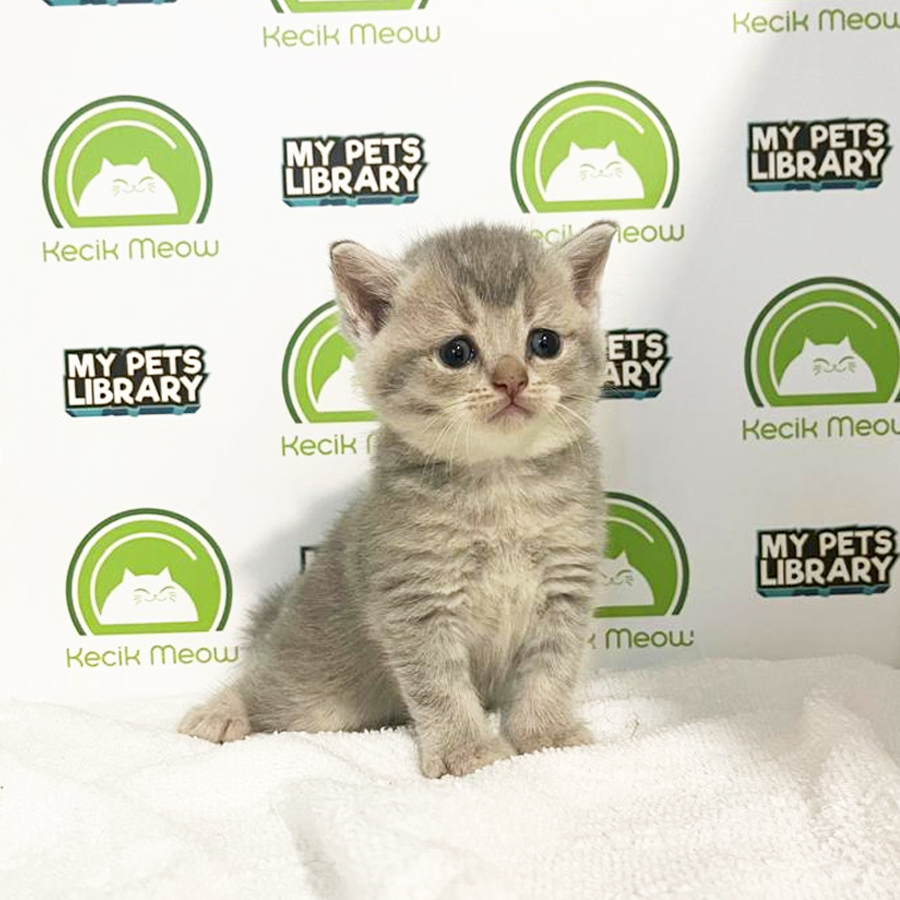 British Shorthair Kitten (Male) For Sale