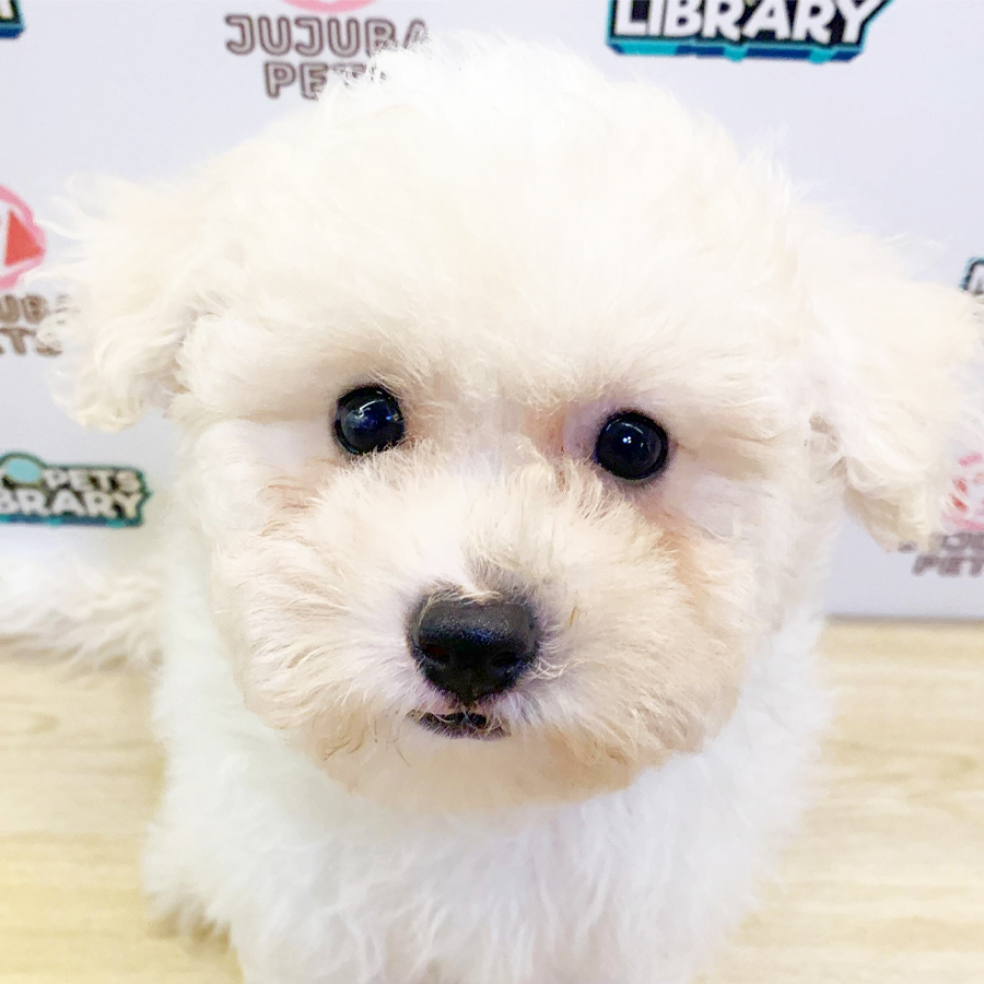 Poochoon Puppy (Female) For Sale