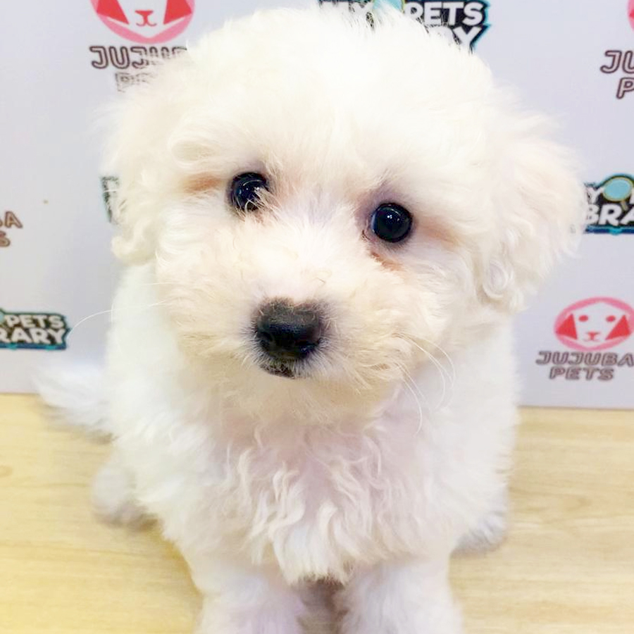 Poochoon Puppy (Female) For Sale