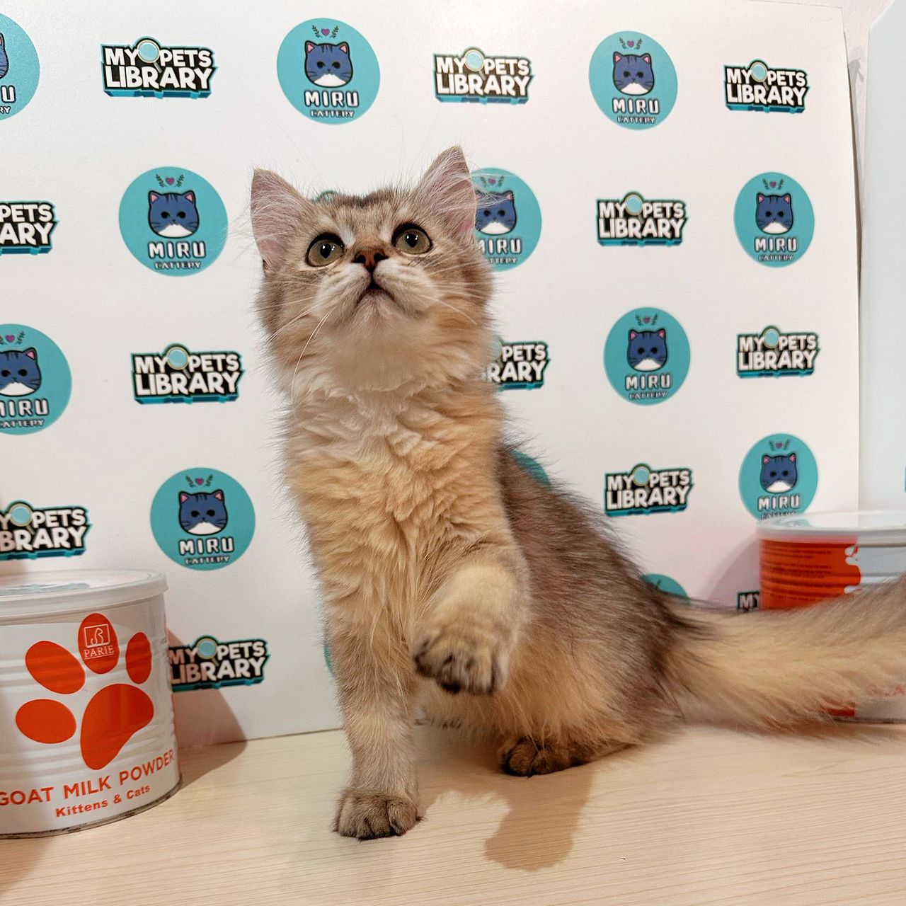 British Longhair Kitten (Male) For Sale