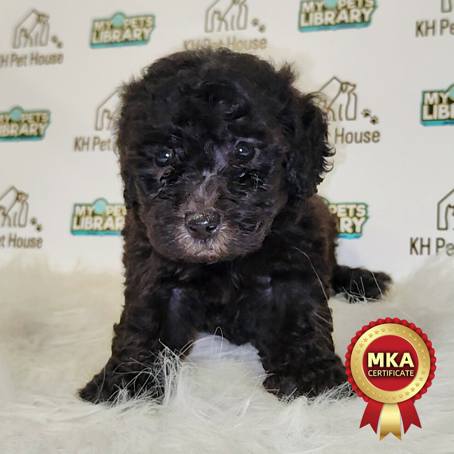MKA Toy Poodle Puppy (Male) For Sale