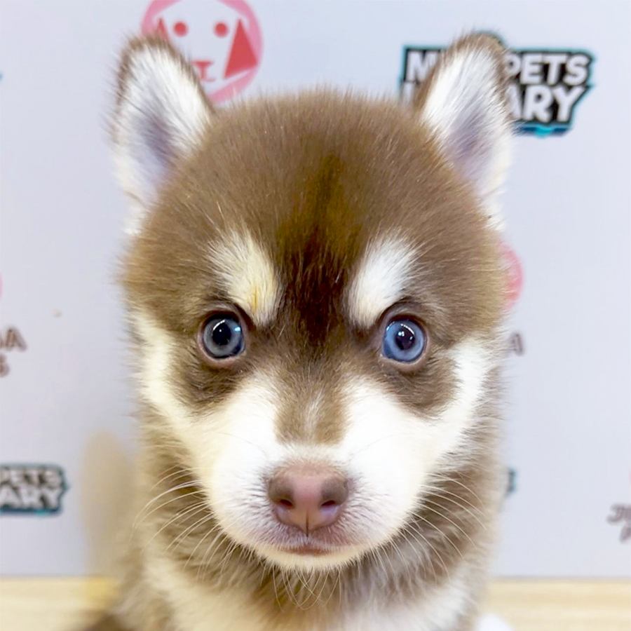Pomsky Puppy (Female) For Sale