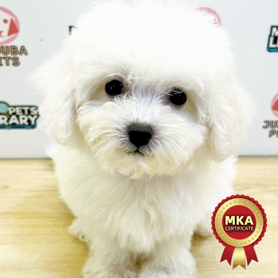 MKA Tiny Bichon Frise Puppy (Male) For Sale