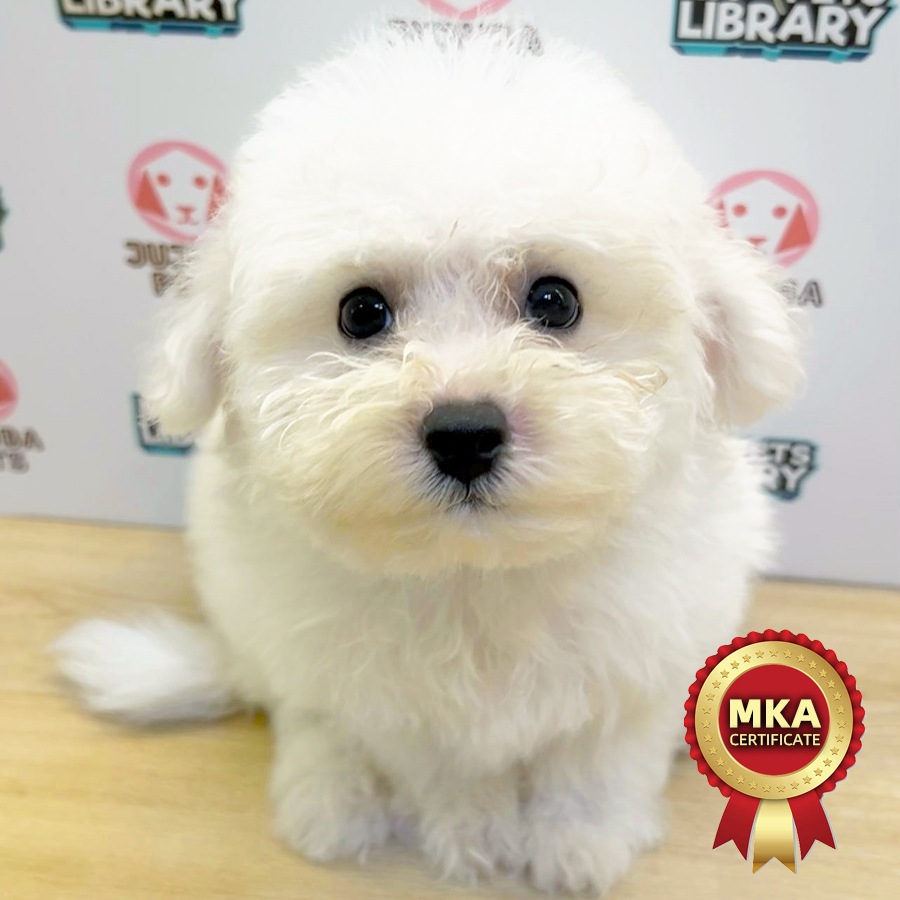 MKA Tiny Bichon Frise Puppy (Male) For Sale
