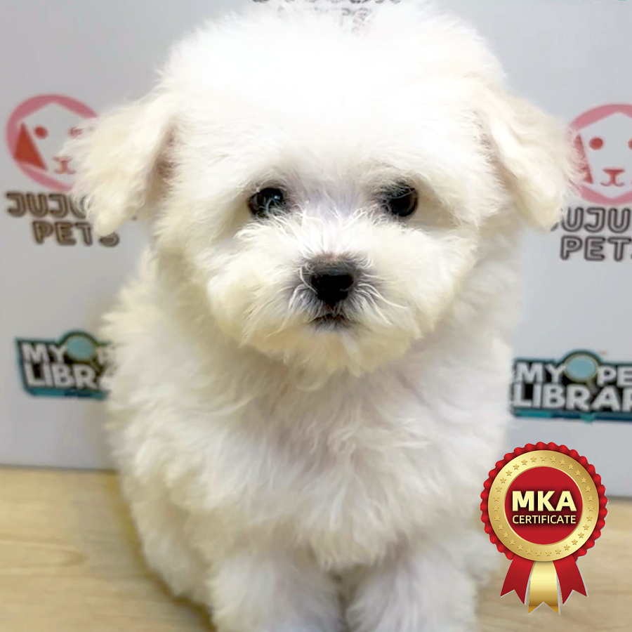 MKA Tiny Bichon Frise Puppy (Male) For Sale