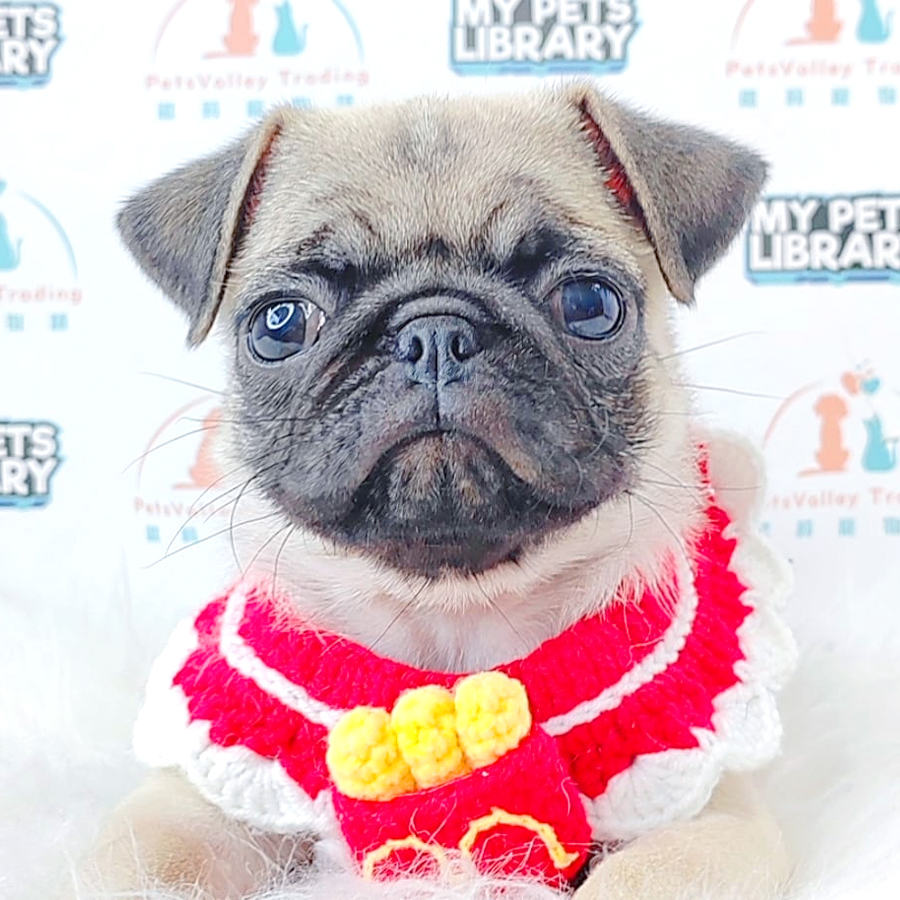 Pug Puppy (Female) For Sale