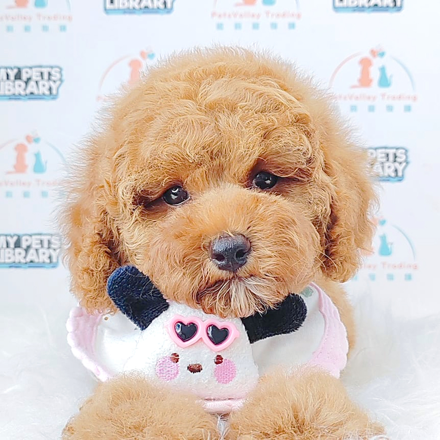 Toy Poodle Puppy (Female) For Sale