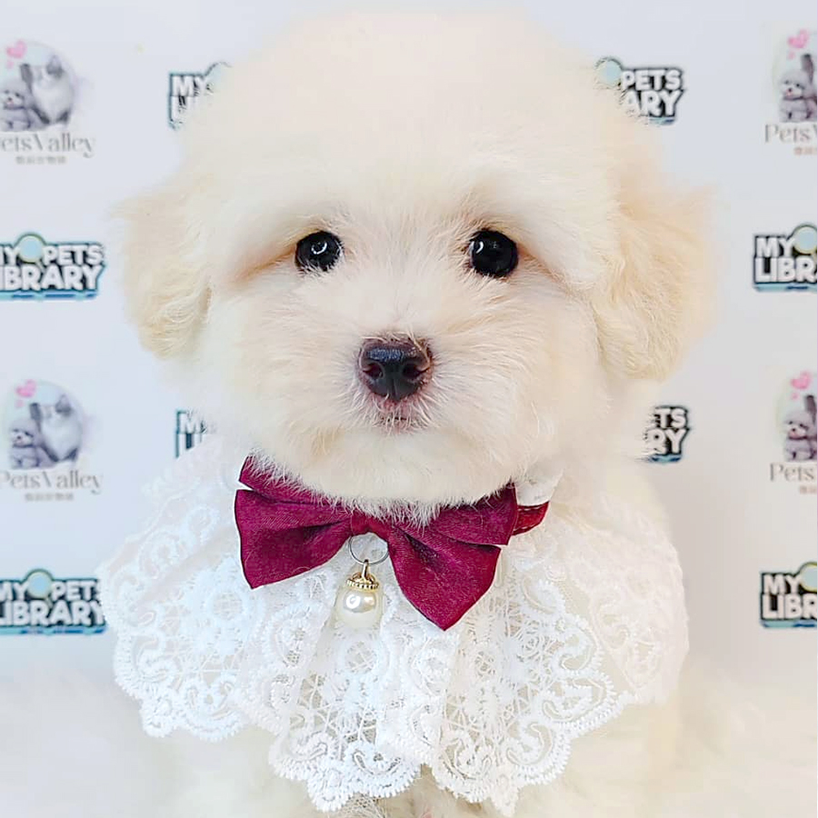 Toy Poodle Puppy (Male) For Sale