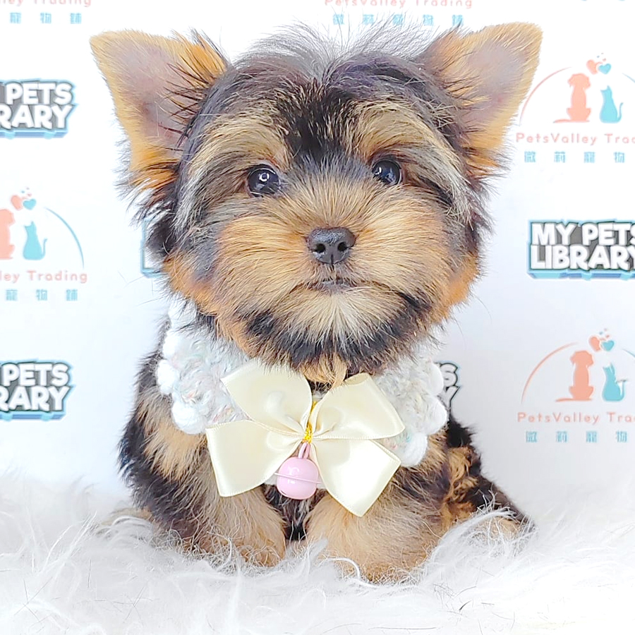 Yorkshire Terrier Puppy (Male) For Sale