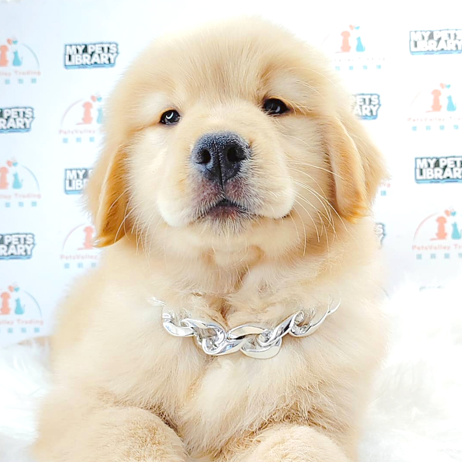 Golden Retriever Puppy (Female) For Sale