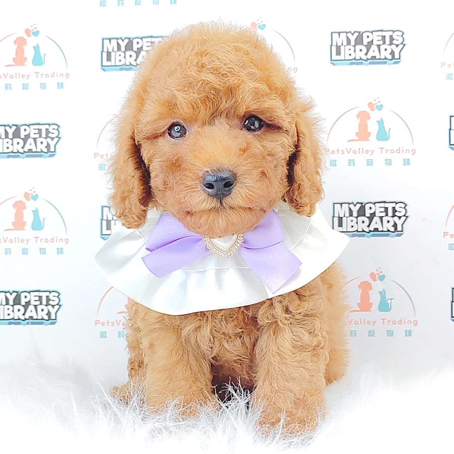 Toy Poodle Puppy (Male) For Sale