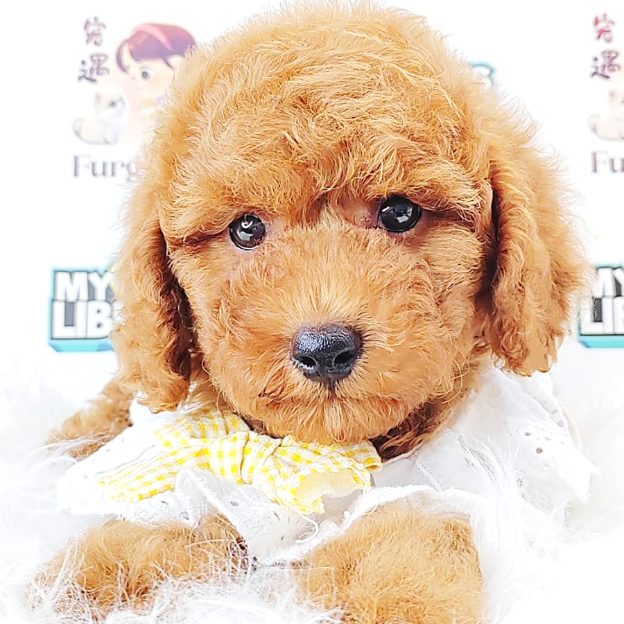 Poodle Puppy (Male) For Sale