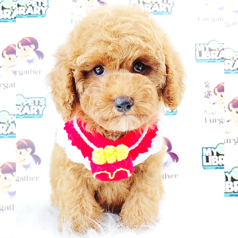 Poodle Puppy (Female) For Sale