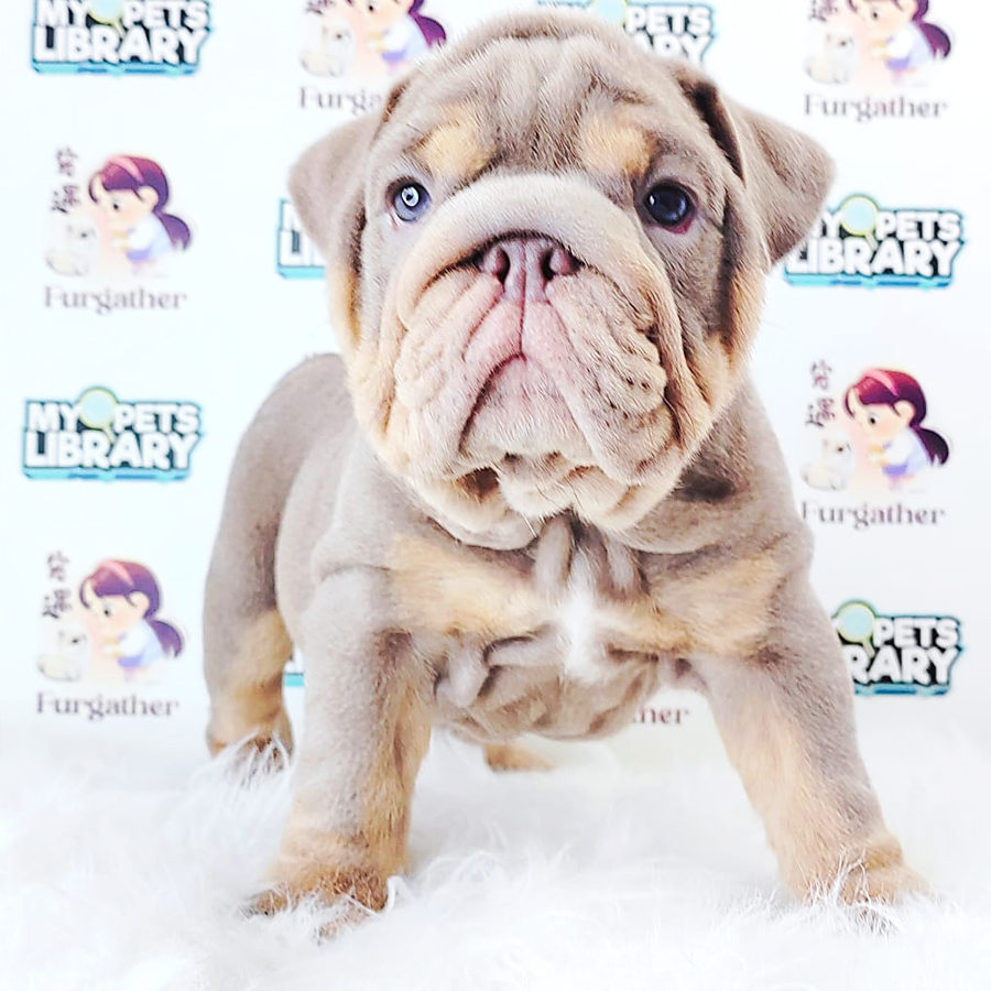 English Bulldog Puppy (Male) For Sale