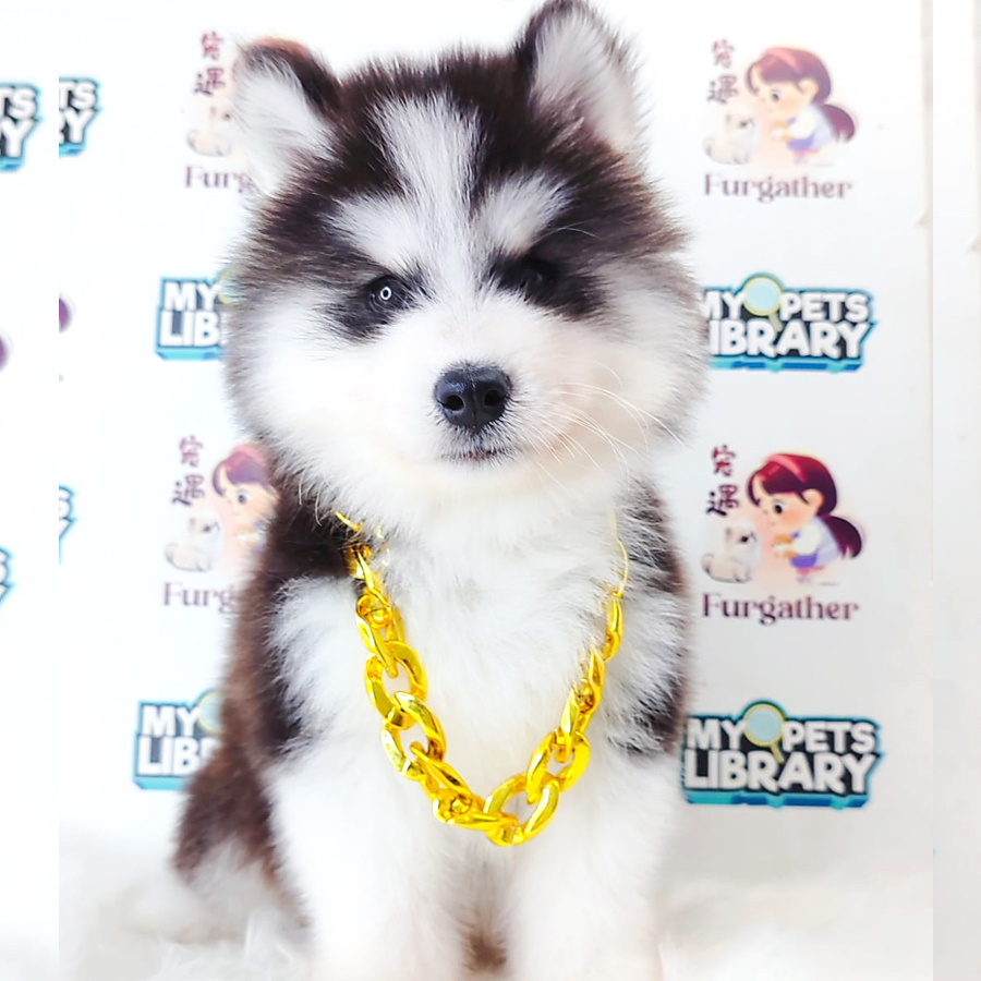 Wooly Husky Puppy (Male) For Sale