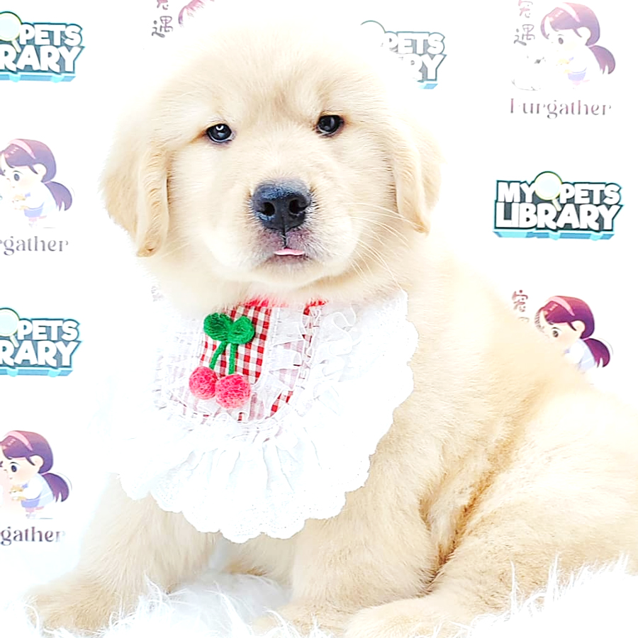 Golden Retriever Puppy (Male) For Sale