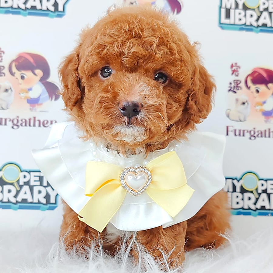 Toy Poodle Puppy (Female) For Sale