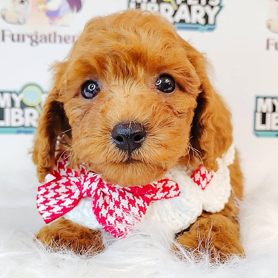 Maltipoo Puppy (Male) For Sale