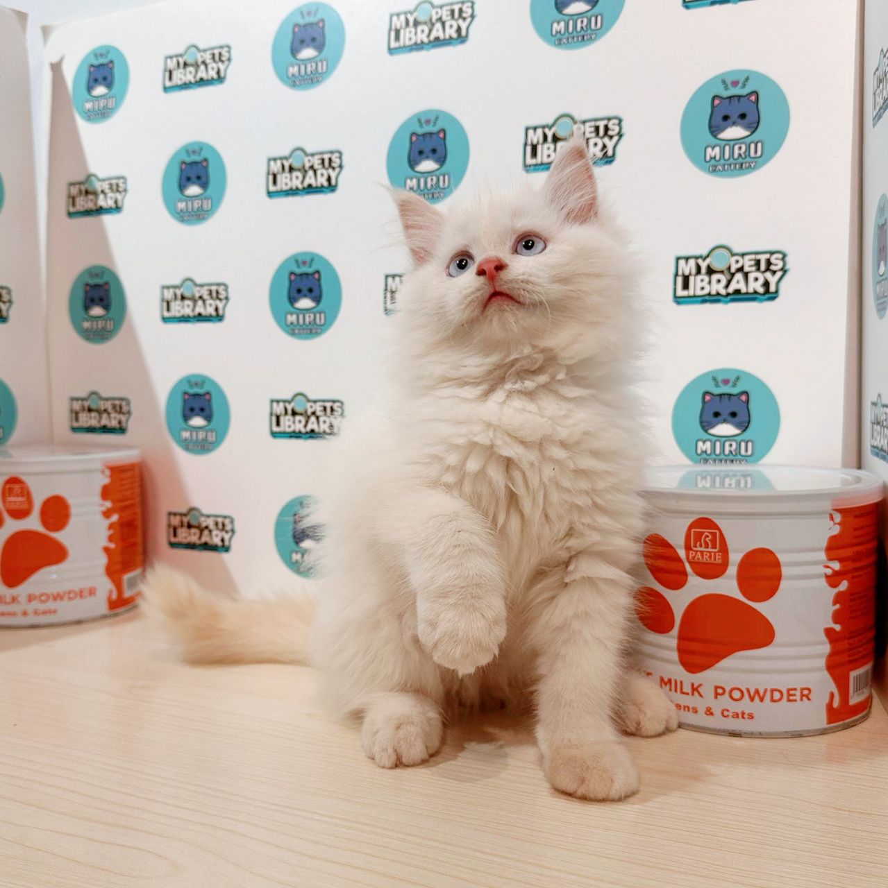 Turkish Angora Persian Kitten (Male) For Sale