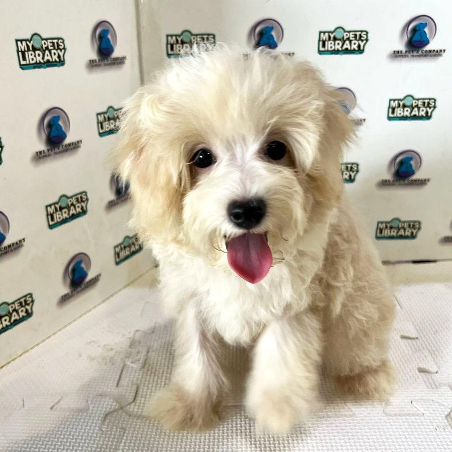 Poodle Puppy (Male) For Sale