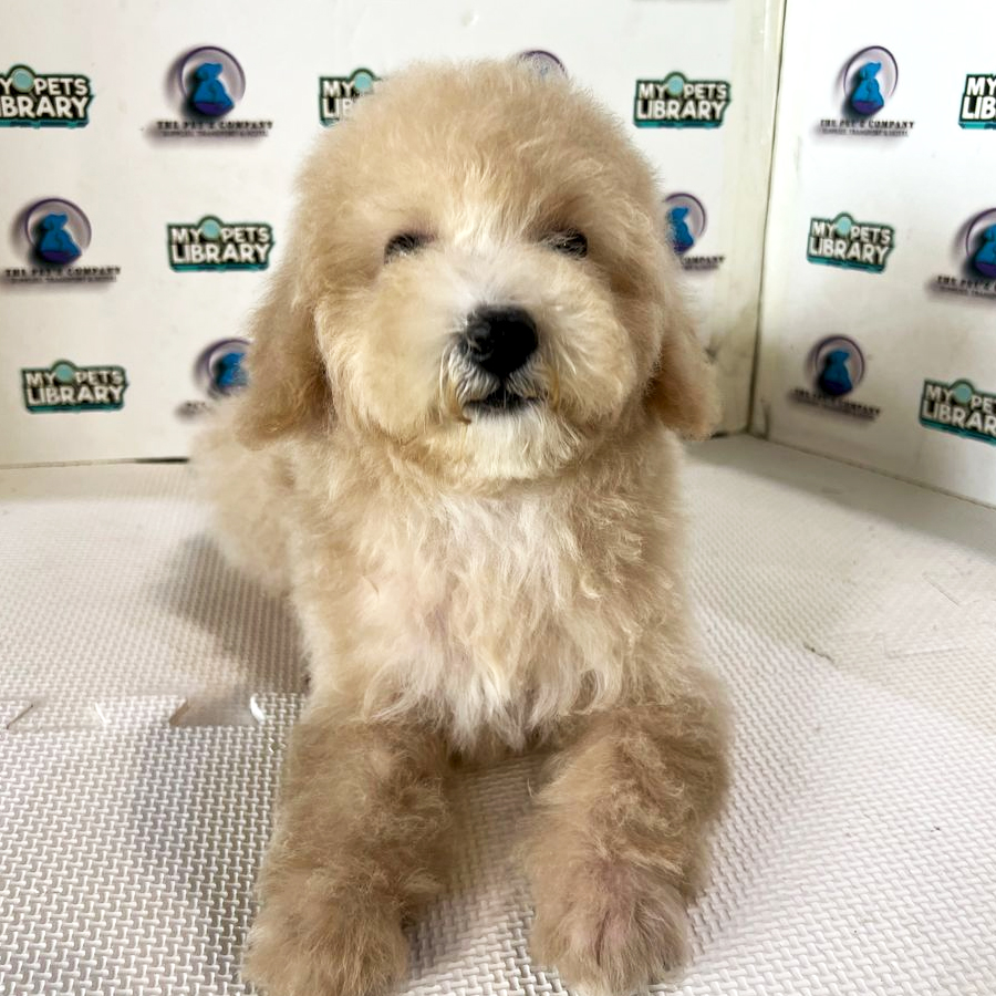Poodle Puppy (Male) For Sale
