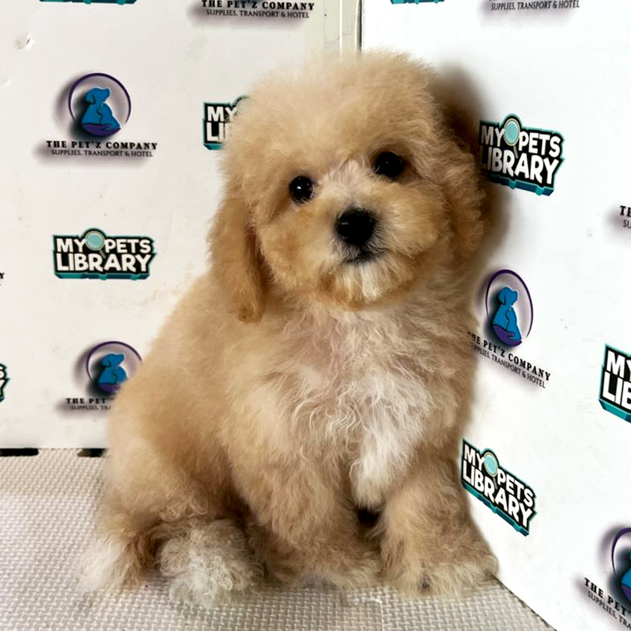 Poodle Puppy (Male) For Sale