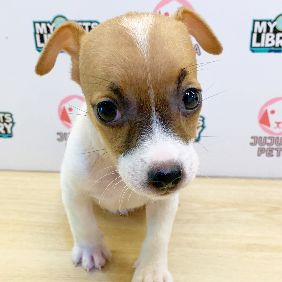 Jack Russell Puppy (Female) For Sale