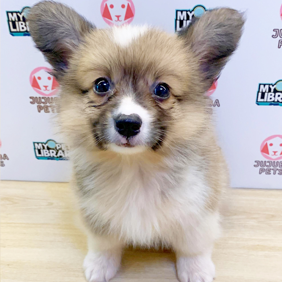Long Coat Welsh Corgi Puppy (Male) For Sale