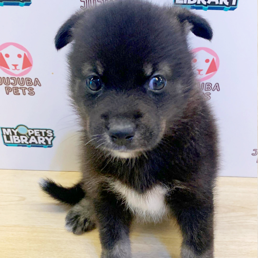 Pomsky Puppy (Male) For Sale