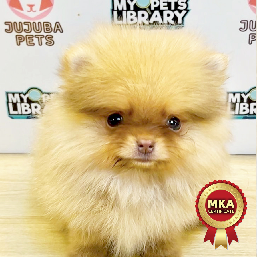 MKA Pomeranian Puppy (Male) For Sale