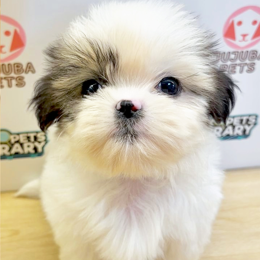 Shih Tzu Puppy (Female) For Sale