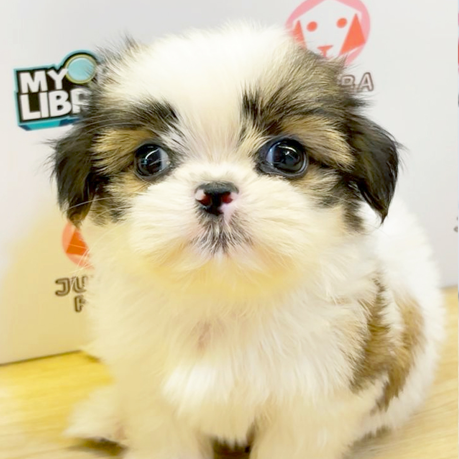 Shih Tzu Puppy (Male) For Sale