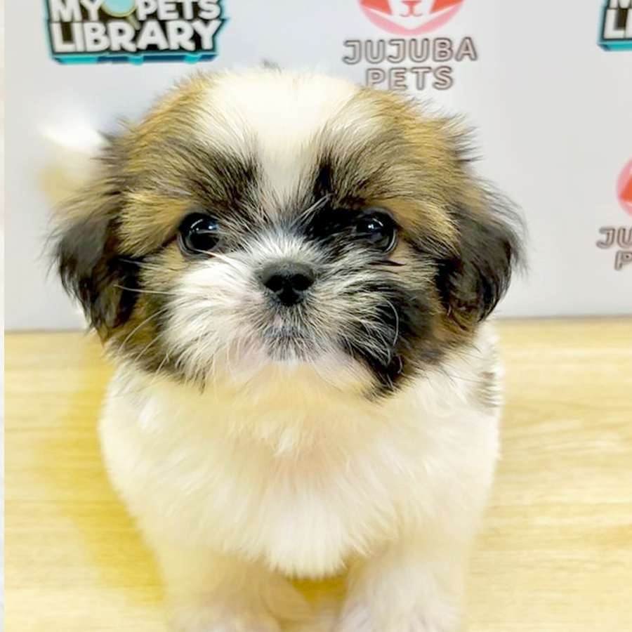 Shih Tzu Puppy (Female) For Sale
