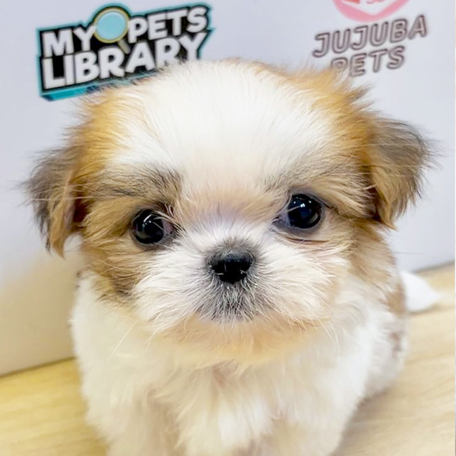 Shih Tzu Puppy (Male) For Sale