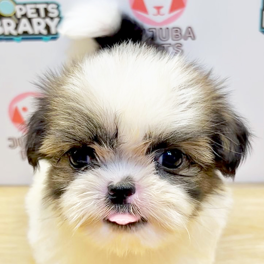 Shih Tzu Puppy (Female) For Sale
