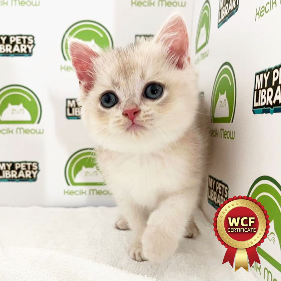 WCF British Shorthair Kitten (Male) For Sale