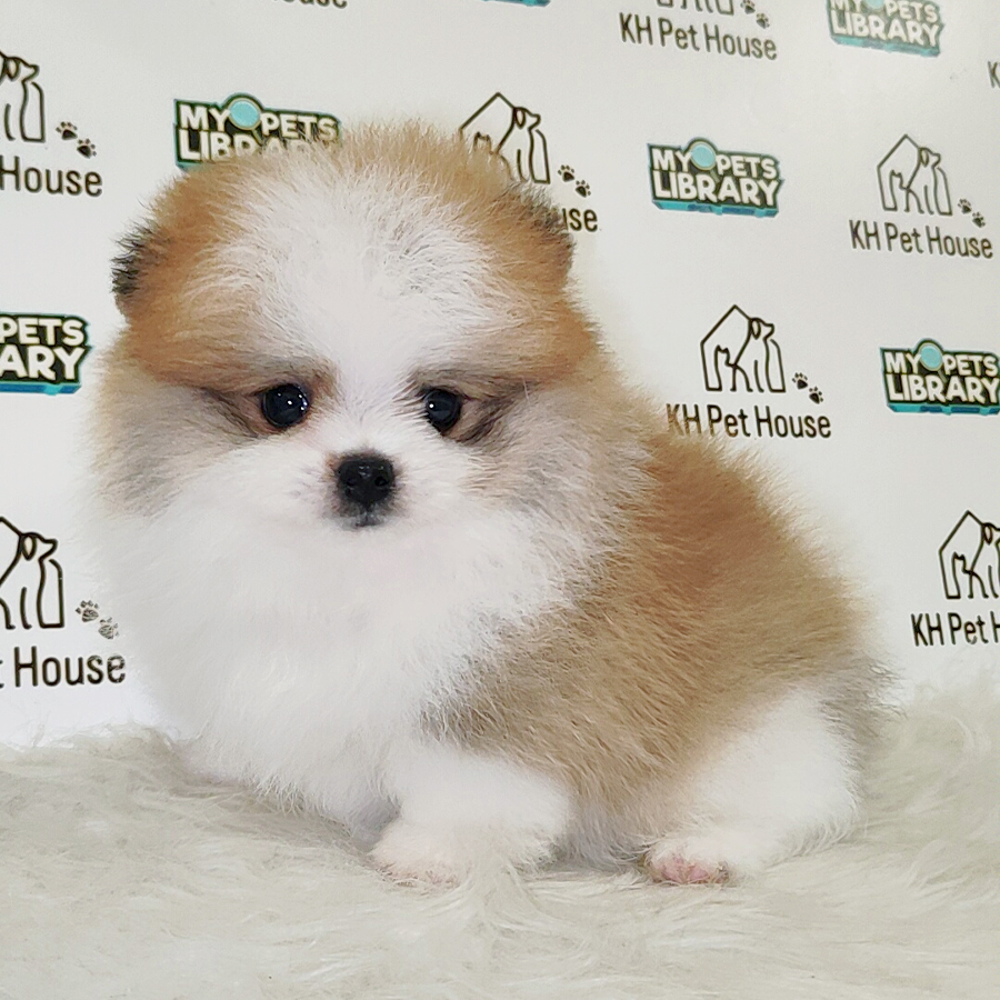 Pomeranian Puppy (Male) For Sale