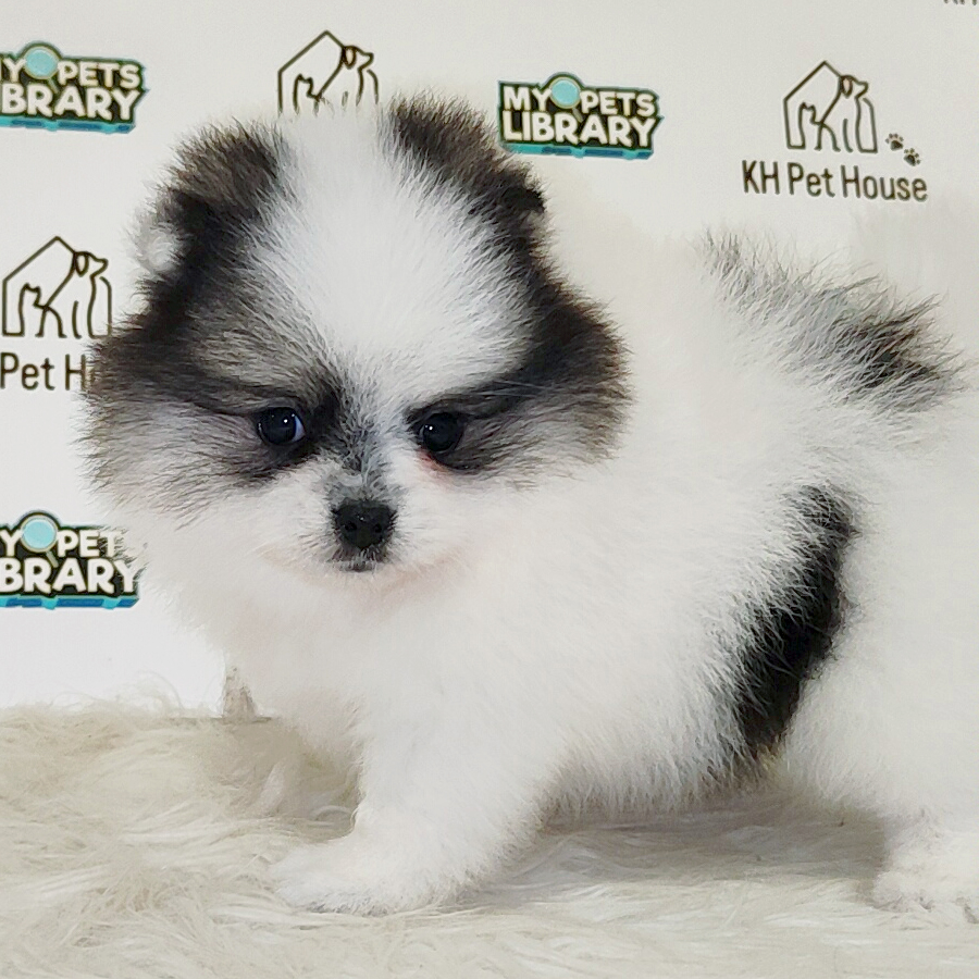 Pomeranian Puppy (Female) For Sale