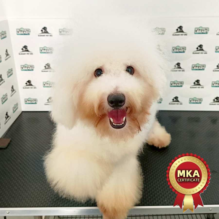 MKA Bichon Frise Puppy (Male) For Sale