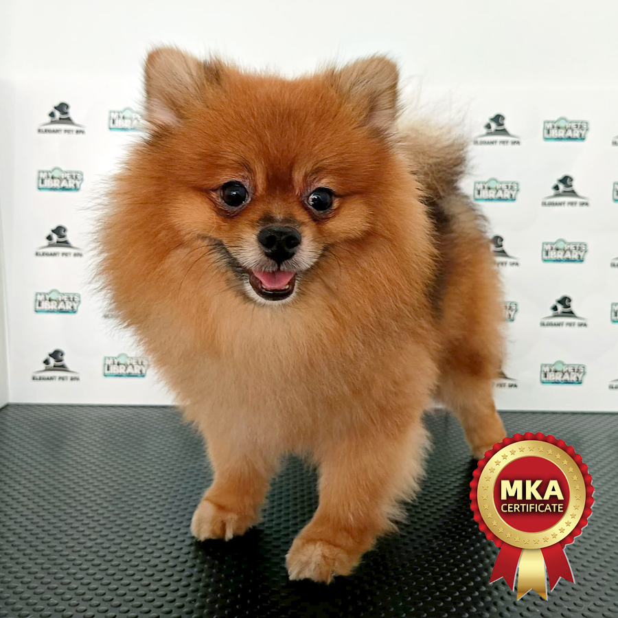 MKA Pomeranian Puppy (Male) For Sale