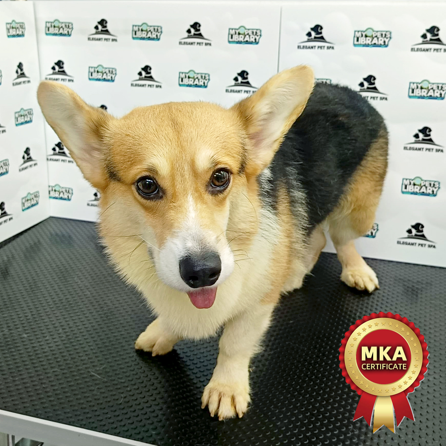 MKA Welsh Corgi Puppy (Male) For Sale
