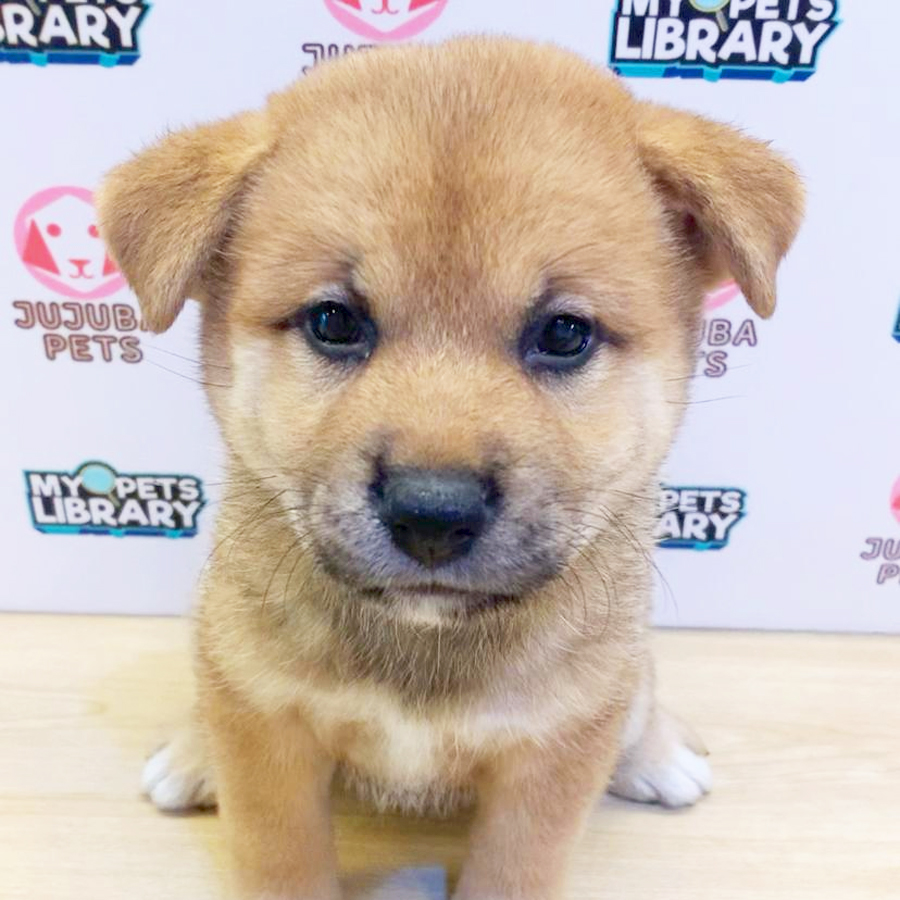 Mame Shiba Inu Puppy (Female) For Sale
