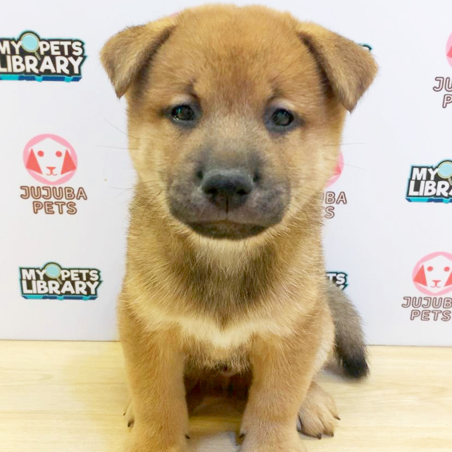 Mame Shiba Inu Puppy (Male) For Sale